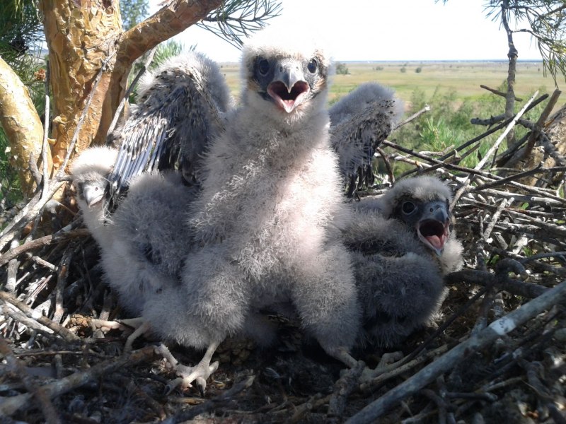 Lappet faced Vulture