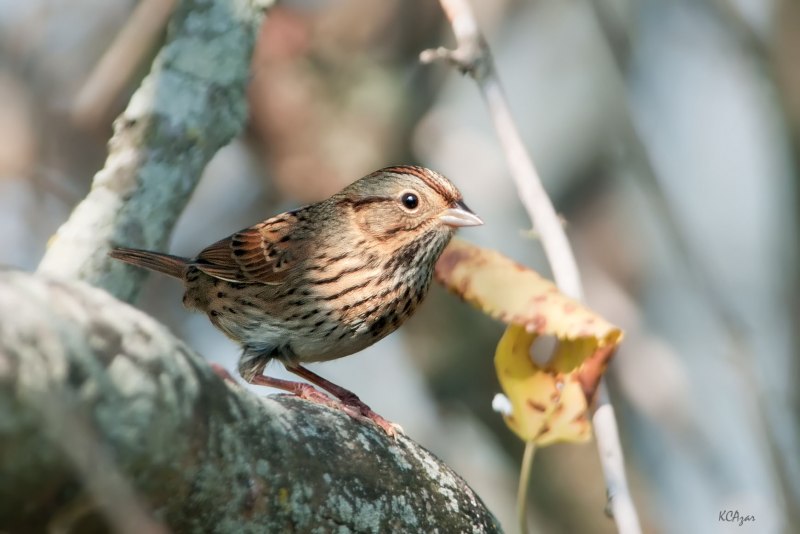 Воробьиные (passeriformes) представители