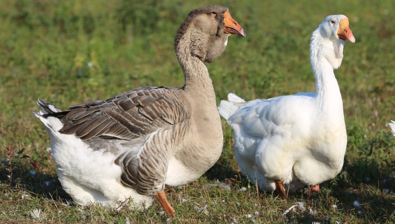 The Swan Goose Anser cygnoides