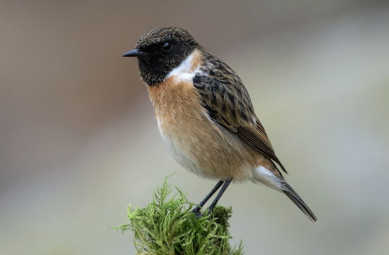 Большой чекан Saxicola insignis