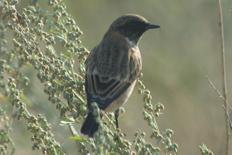 Pratincola rubicola