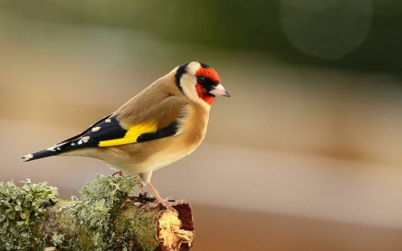 Щегол черноголовый Carduelis Carduelis