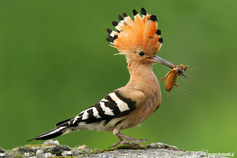 Браминский скворец (Sturnus pagodarum)