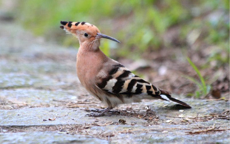 Bombycilla garrulus