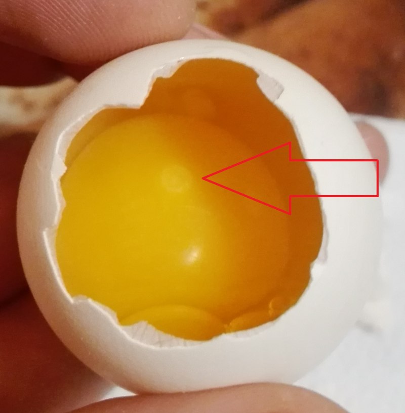 Оплодотворенное яйцо курицы