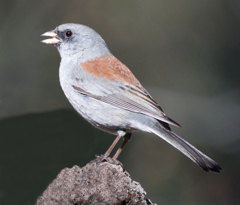 Сорокопут жулан (Lanius collurio)