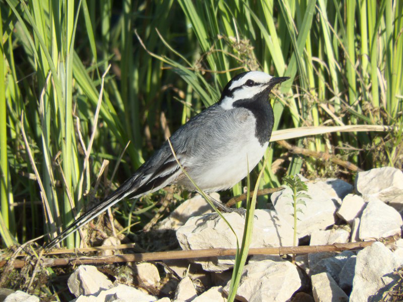 Князёк, или белая лазоревка – Parus cyanus Pallas, 1770