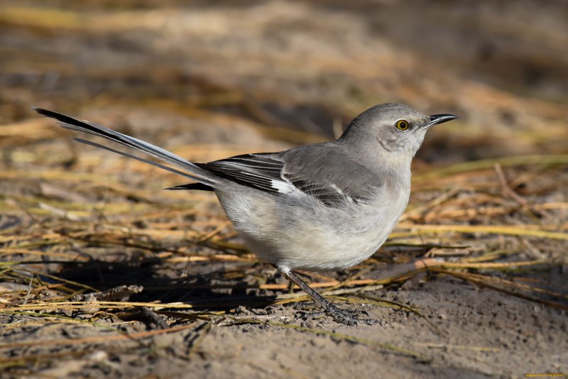 Птица Yellow Rumped Warbler