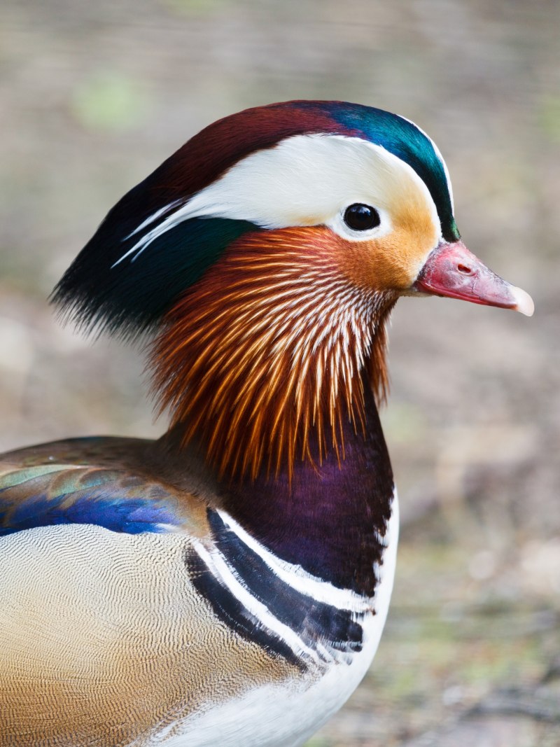 Мандаринка Aix galericulata