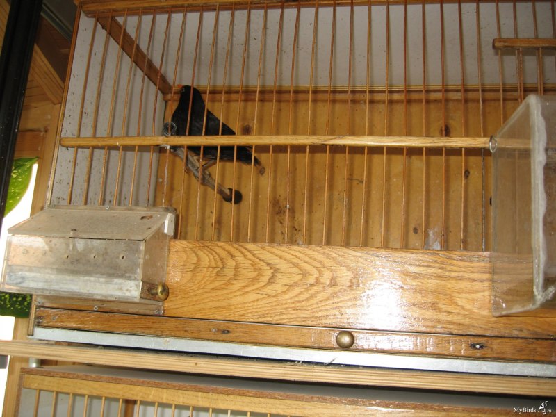 Aviary вольер