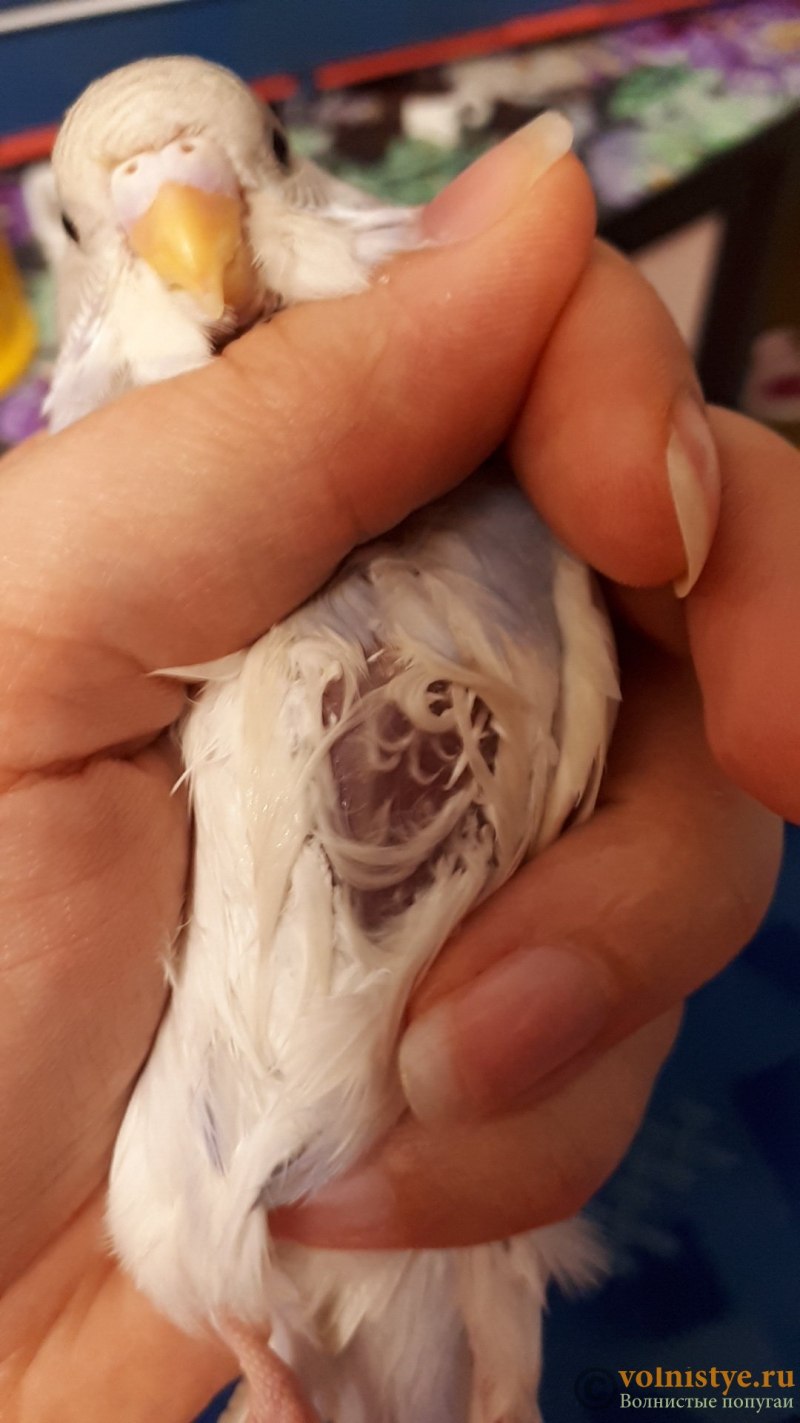 Клоака у волнистого попугая