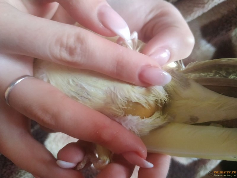 Опухоль клоаки попугая