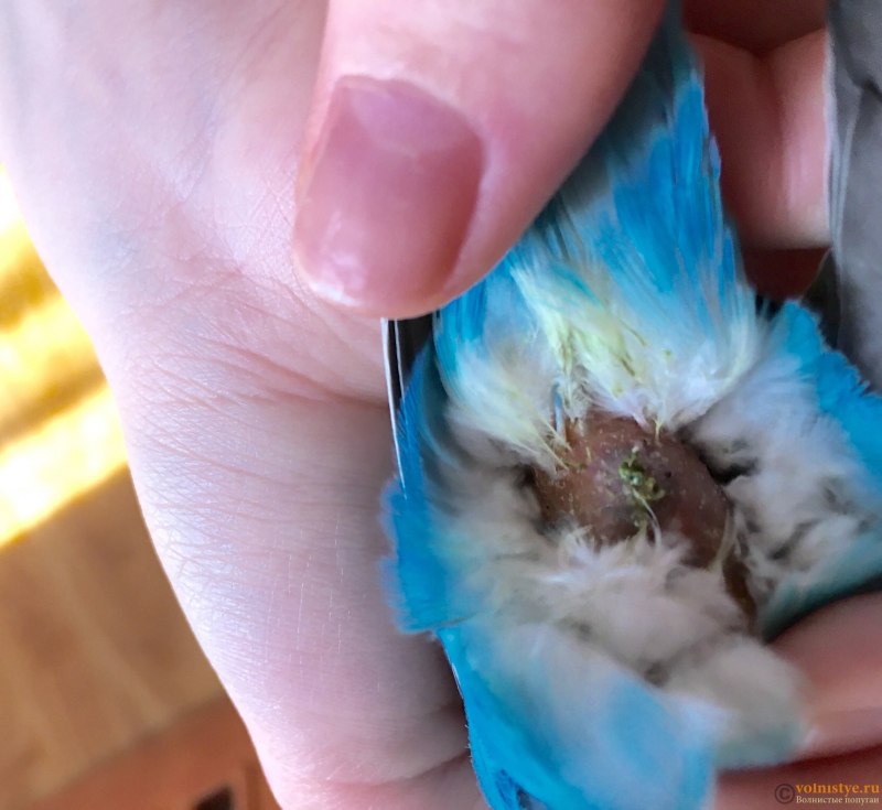 Клоака у волнистого попугая