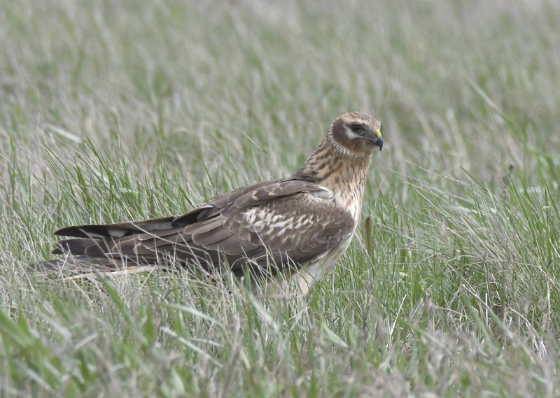 Harrier птица