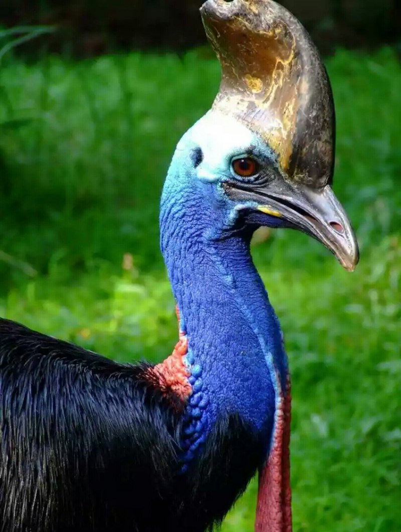 Шлемоносный казуар (casuarius casuarius);
