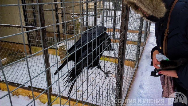 Воробьи в вольере