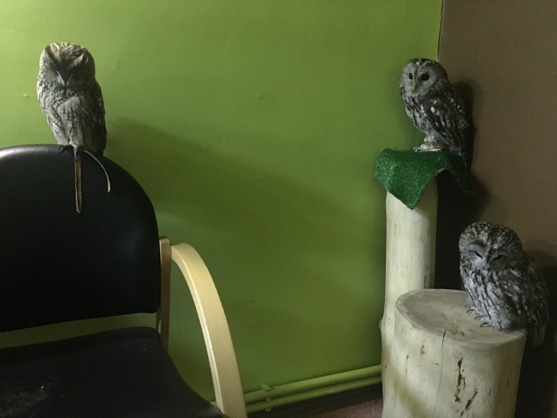 Совиное кафе