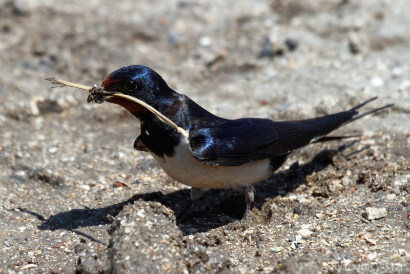 Ласточка городская (Delichon urbicum)