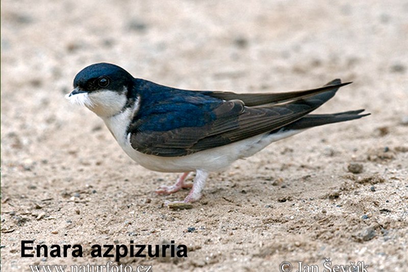 Ласточка городская (Delichon urbicum)