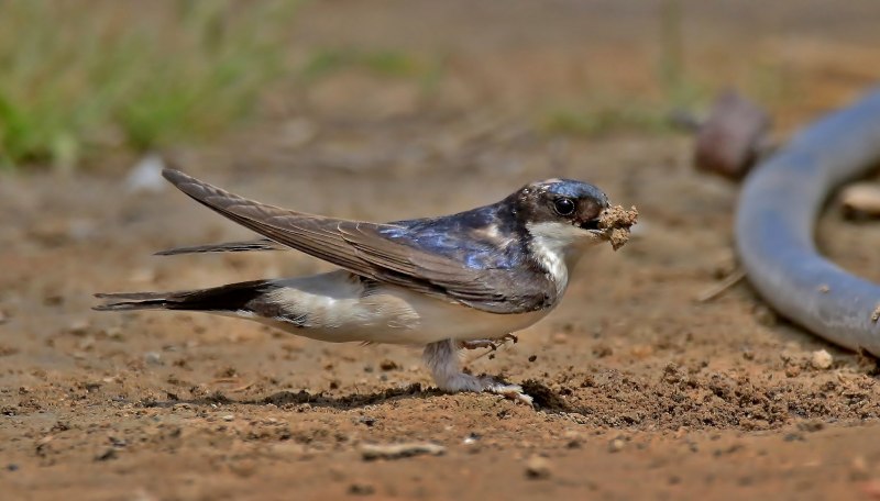 Деревенская Ласточка – Hirundo Rustica
