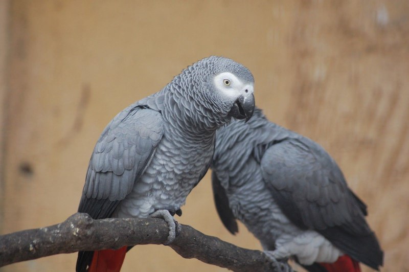 Free Parrots in Bundaberg