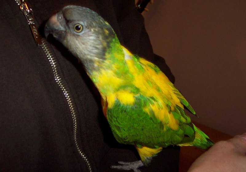 Beautiful Green and Yellow Senegal Parrot closeup poster ID