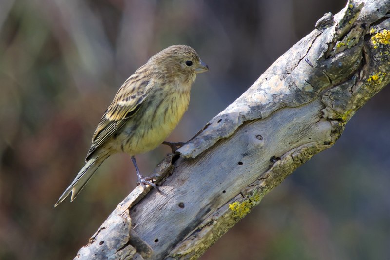 Семейство: Вьюрковые (Fringillidae)