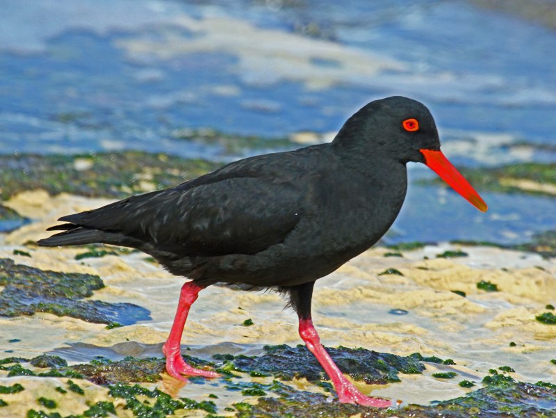 Кулик-сорока Haematopus ostralegus