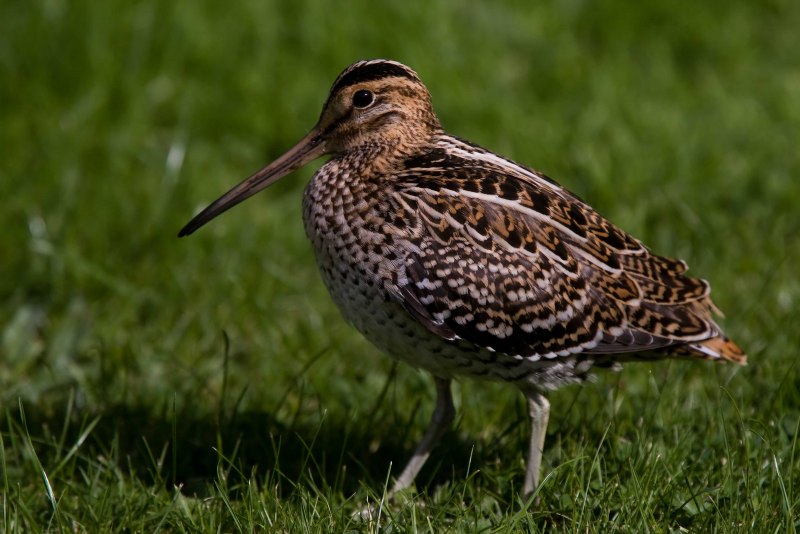 The great Snipe (Gallinago Media)