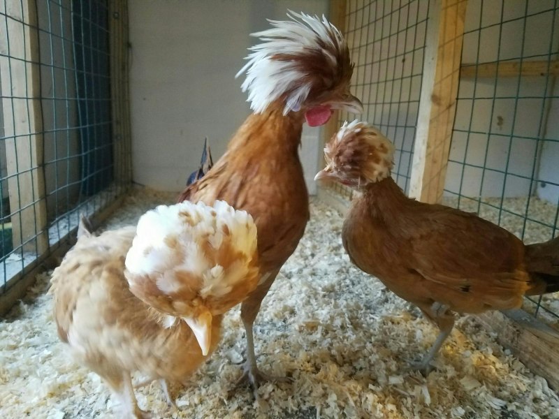 Курятник Доминант