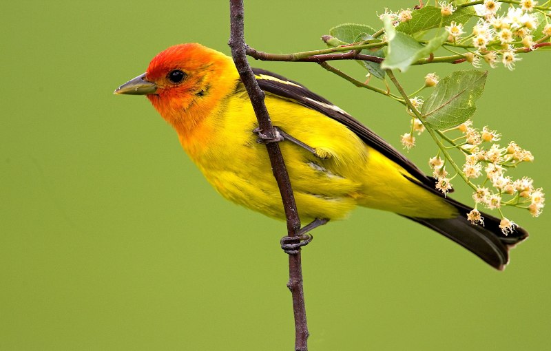 Птица желтая Tanager