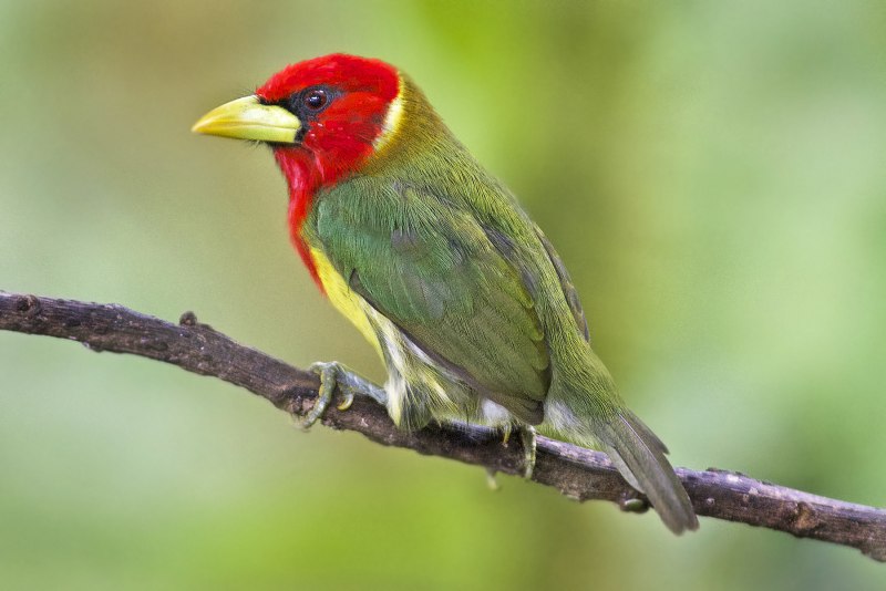Eubucco bourcierii)