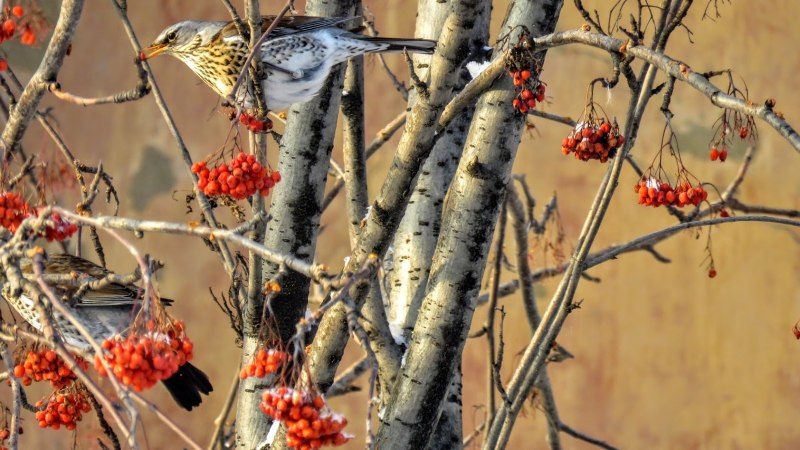 Дрозд-рябинник (turdus pilaris)
