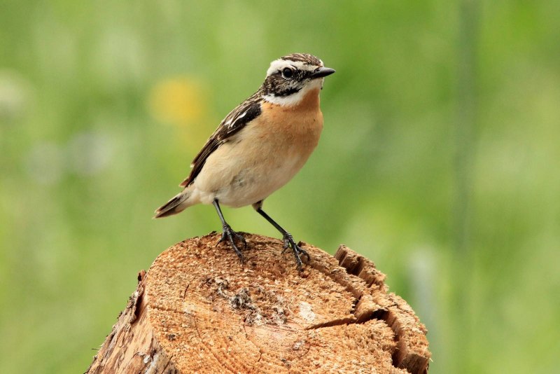Рыжепестринный чекан (Saxicola bifasciata)