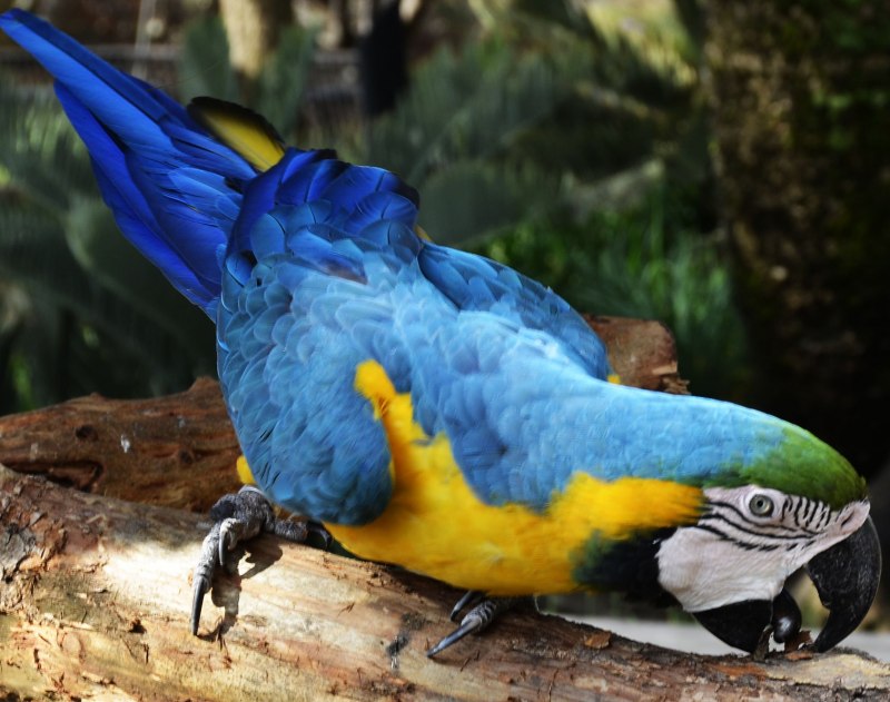 Blue Macaw Parrot