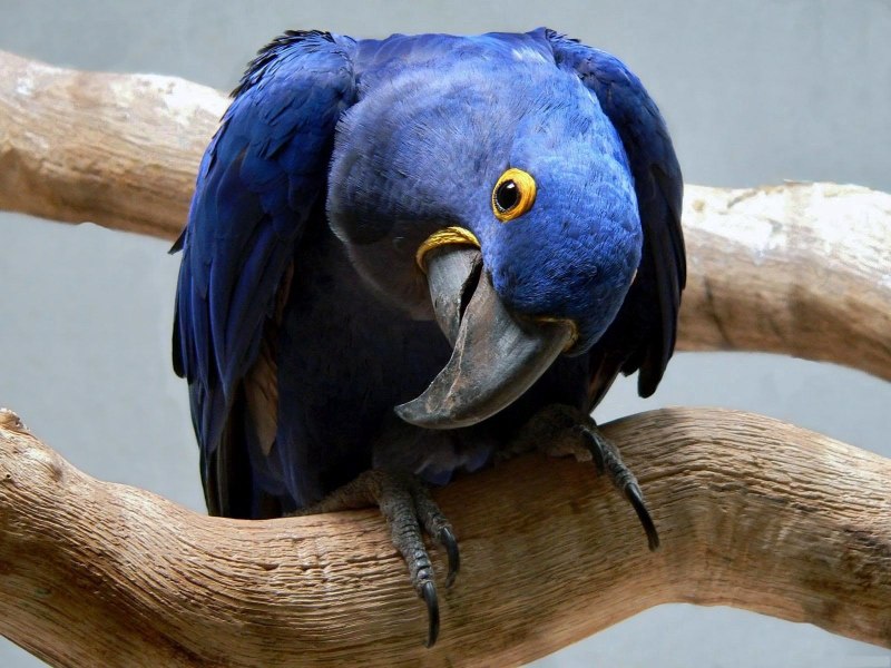 Blue Macaw попугай