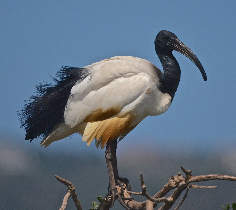 Threskiornis aethiopicus