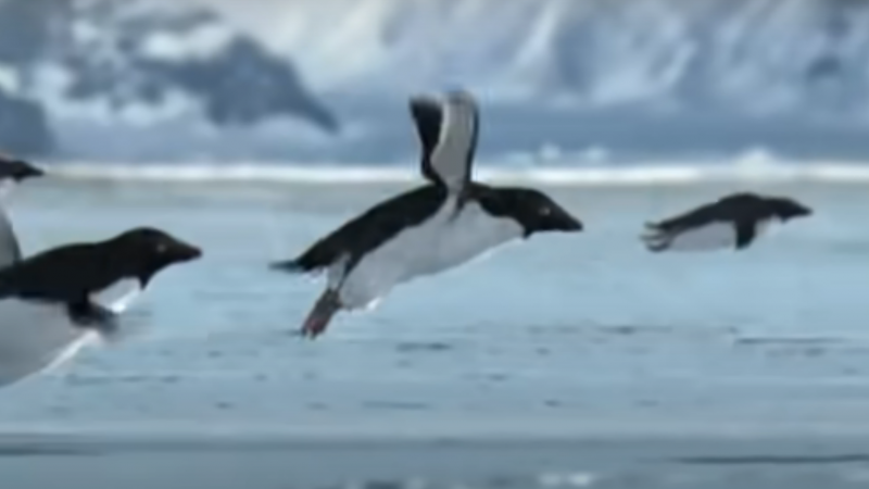 Adelie Penguin