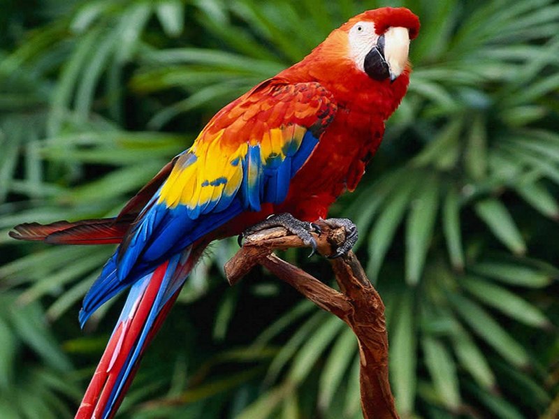 Попугай Macaw