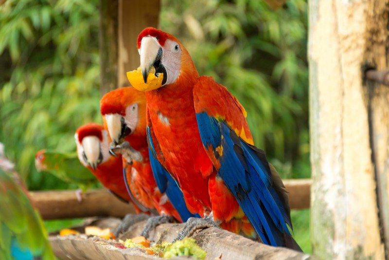 Попугай Macaw