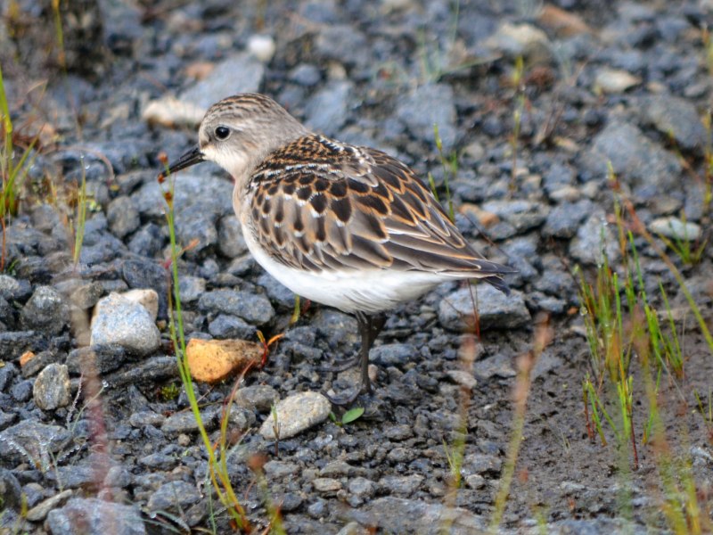 Длиннопалый песочник (Calidris subminuta)