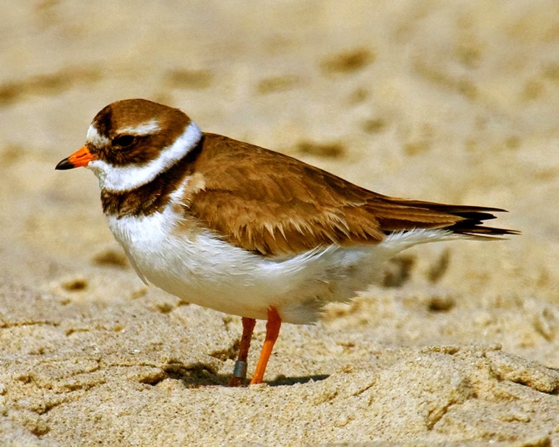 Charadrius hiaticula