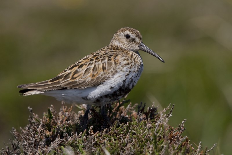 Морской песочник Calidris maritima