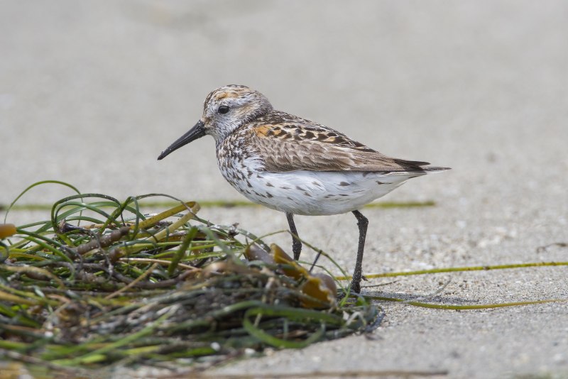 Исландский песочник (Calidris canutus)