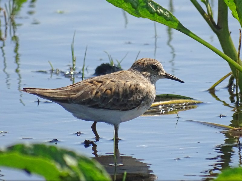 Га́лстучник (лат. Charadrius hiaticula)