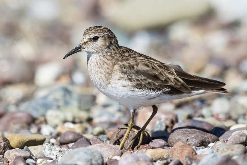 Белохвостый песочник Calidris temminckii