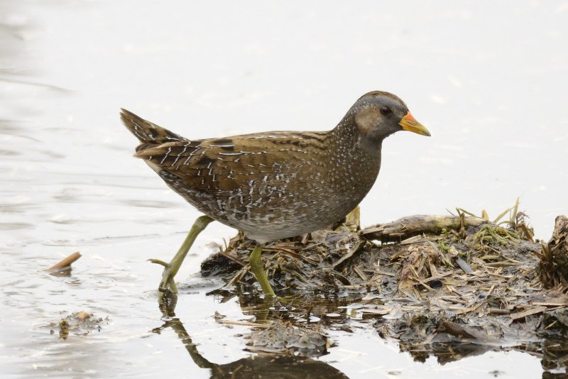 Пастушок Rallus aquaticus