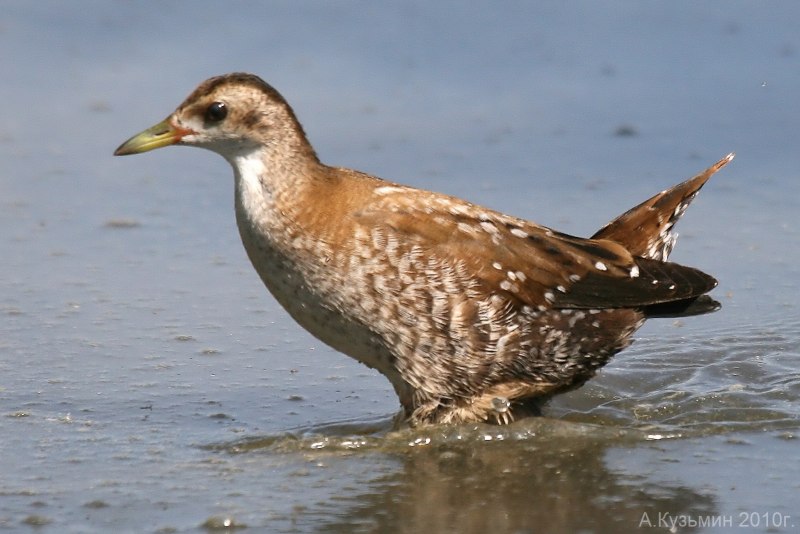 Porzana Parva