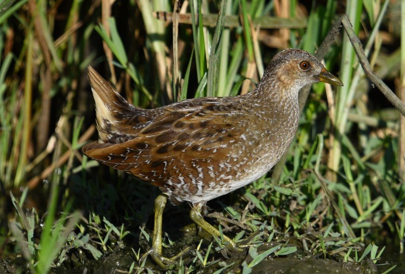 Porzana Porzana