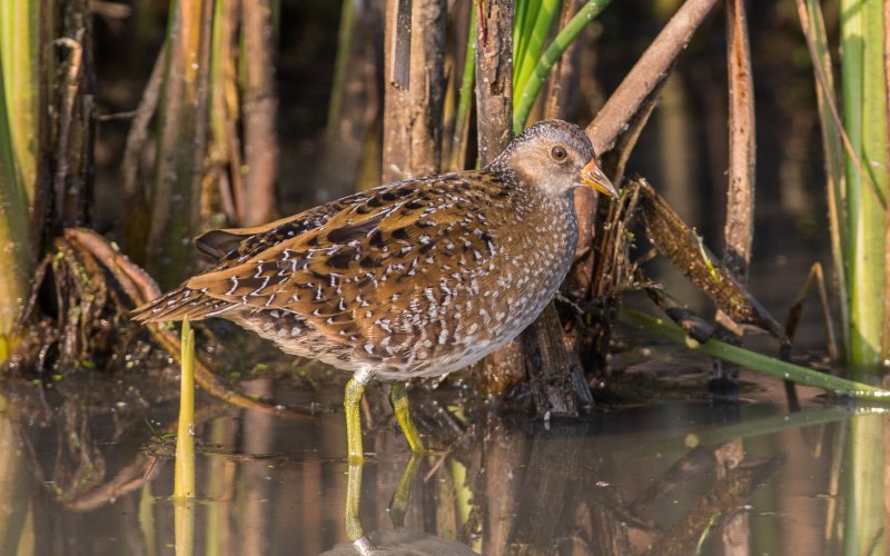 Rallus Limicola